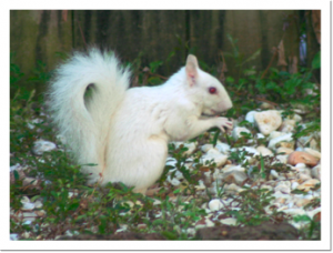 Our little neighborhood albino squirrel